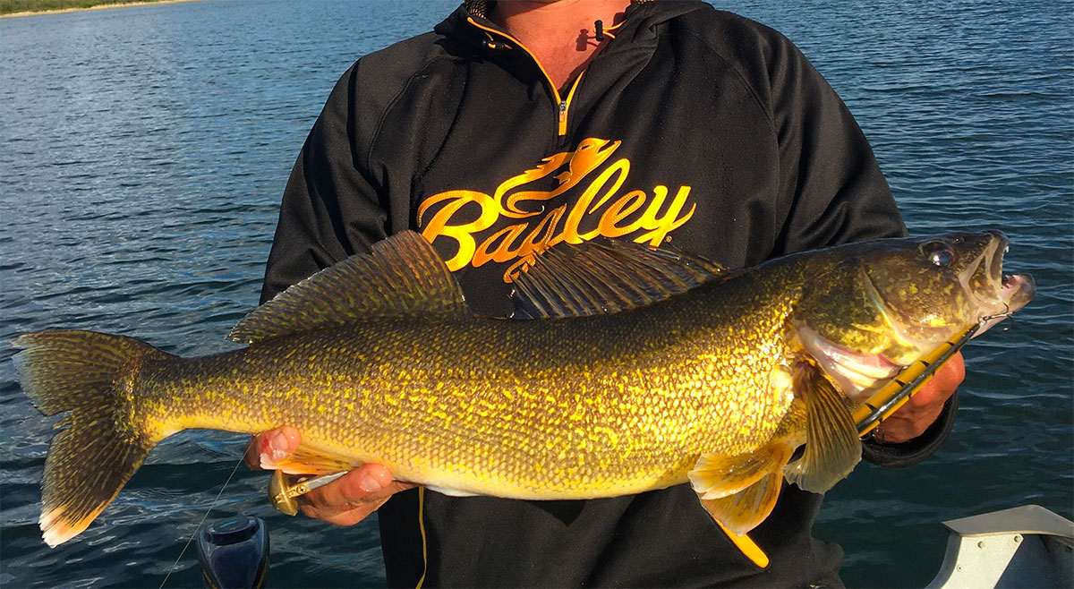 walleye-on-the-move