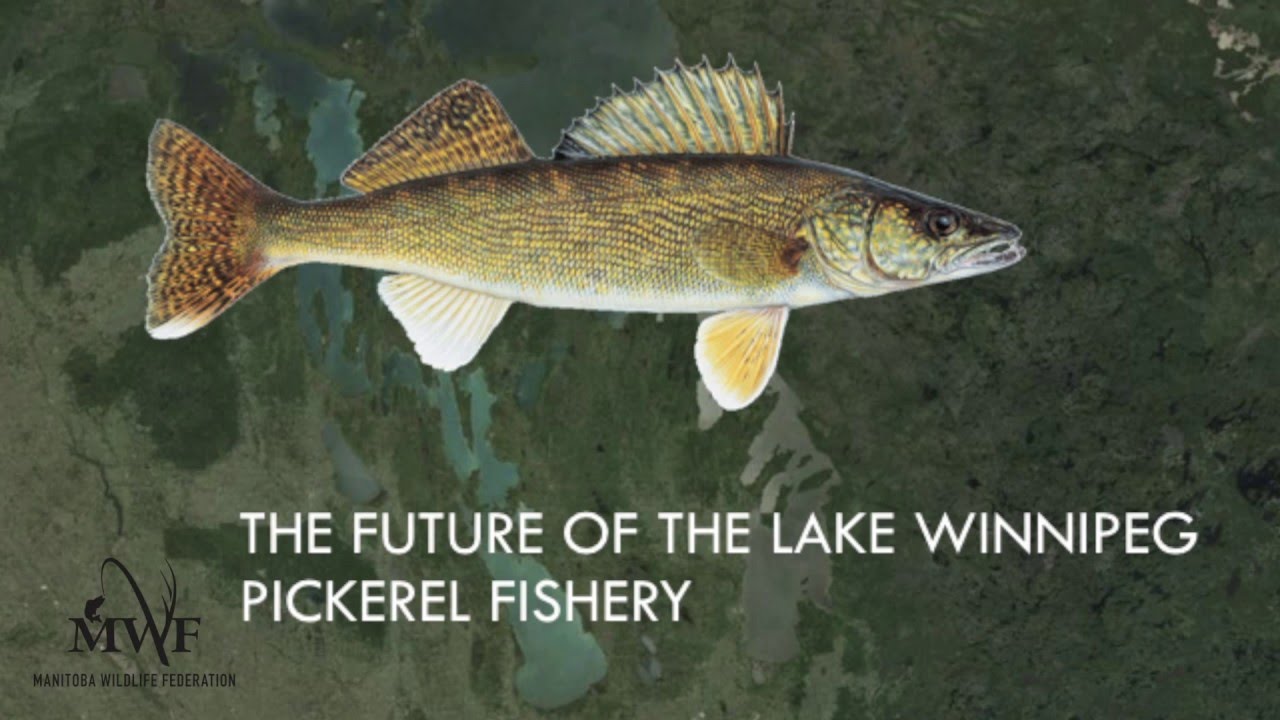 Lake Winnipeg A Fishery In Decline   Lake Winnipeg A Fishery In Decli 