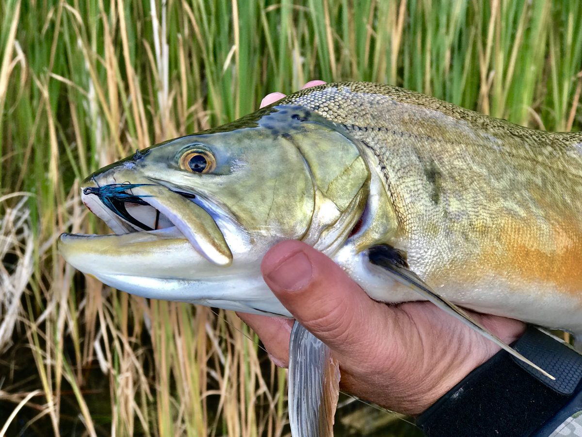 Fall Trout Fishing Can Be Spectacular!