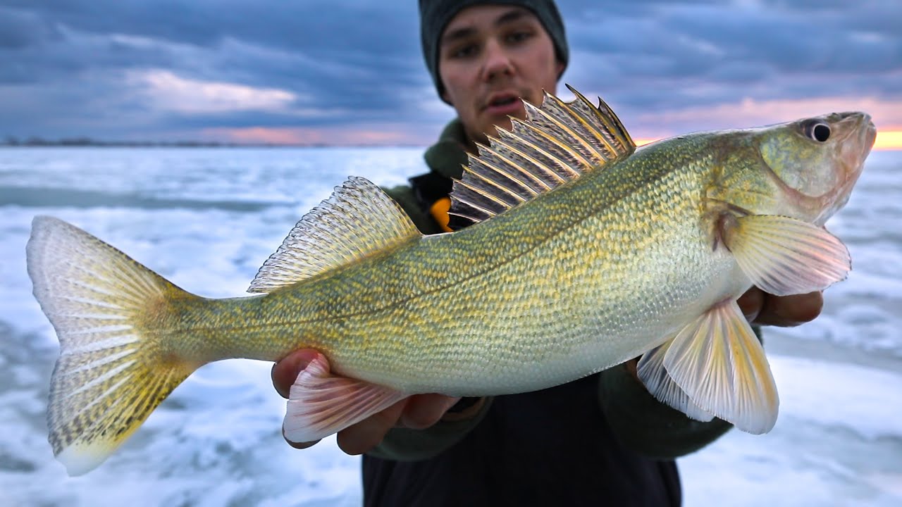 Video Early Ice Lake Manitoba Walleye   Video Lake Manitoba Walleye Lm1RyQz4DsI 